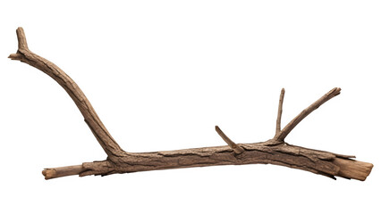 A brown deer antler isolated on transparent background