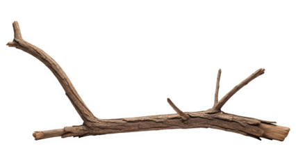 A brown deer antler isolated on transparent background