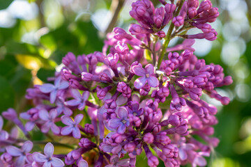 Lilac branch in bloom in spring, pink and purple flowers