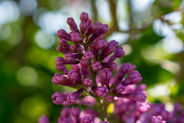 Lilac branch in bloom in spring, pink and purple flowers