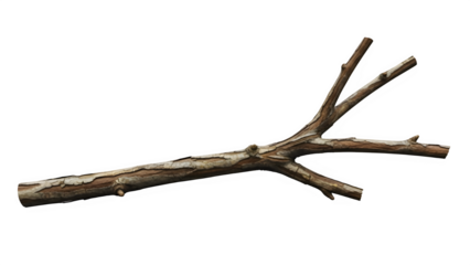 A brown tree branch isolated on transparent background with multiple thin limbs