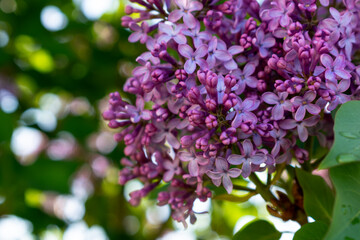 Lilac branch in bloom in spring, pink and purple flowers