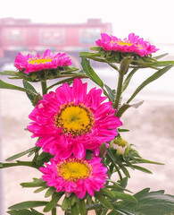 Vibrant pink China Aster flowers with bright yellow centers and morning dew.