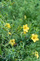 Vertical perspective of yellow flowers blooming on a tall, green, leafy bush.