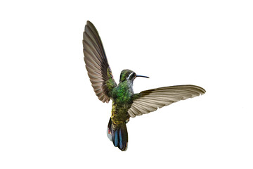 Fototapeta premium Blue-Throated Hummingbird From the Back Side, Hovering Over a Transparent Isolated PNG Background