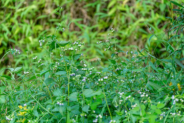 A wide patch of small white flowers grows among thick green grass and various wild plants.
