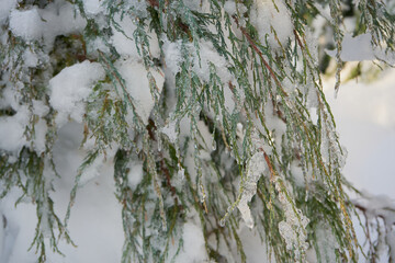 Snow and ice on coniferous branches, coniferous branches densely covered with snow and ice