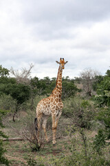 Giraffe in natural bushveld. Wildlife safari adventure in African savanna. Wild animal in its natural habitat for nature document.