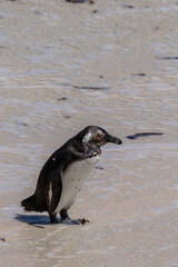 African penguin standing on sandy beach. Wild bird in natural habitat. Conservation of endangered species and wildlife preservation.