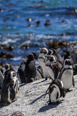 Group of cape penguin standing on a rocky beach near blue ocean water. African penguin colony in their natural habitat resting on shore.