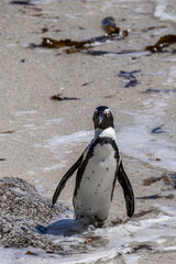 African penguin standing in shallow ocean water on a sandy beach. Wildlife conservation and natural habitat concept.