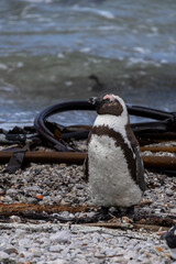 African penguin standing on pebble beach near kelp with ocean water in background for wildlife conservation and nature documentary