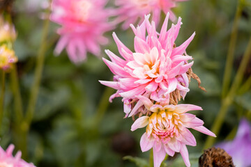 A close-up of a blooming pink cactus-type dahlia with needle-like petals, showing a soft gradient from a creamy white center to vibrant pink tips.