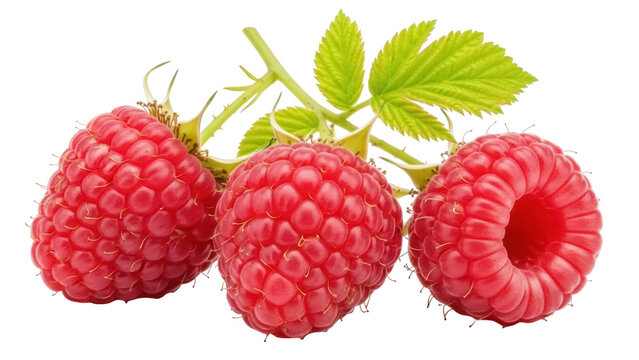Three vibrant red raspberries with green leaves isolated PNG, fresh summer fruit on transparent background for healthy eating concepts