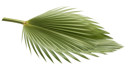 Green palm leaf PNG isolated on transparent background, tropical foliage design element for summer and exotic themes