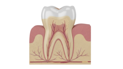 Detailed tooth anatomy cross-section PNG isolated on transparent background, dental structure with enamel, dentin, pulp, and periodontal tissues