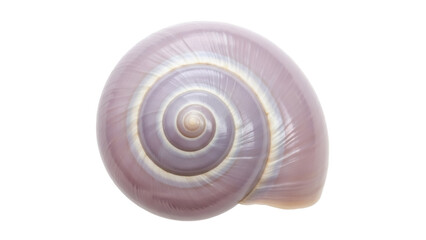 Elegant moon snail shell isolated PNG, showcasing a captivating spiral pattern and iridescent surface, perfect for marine biology and coastal design projects © Jn