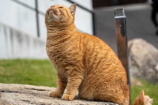 Japan,pumpkin,Seto Inland Sea,Naoshima,cat