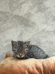 Cat sleeping on pillow
