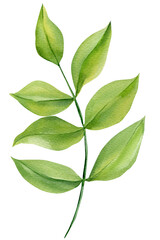 Green leafy branch watercolor sprig with soft oval leaves isolated on white for botanical wedding invitations and eco decor © Hanna