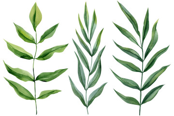 Green leafy branches set watercolor eucalyptus style sprigs with long leaves isolated on white for wedding stationery and decor © Hanna