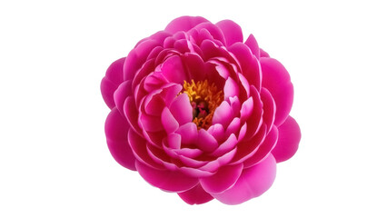 Vibrant pink peony flower isolated PNG on transparent background, beautiful blossom with yellow center for floral design © Jn