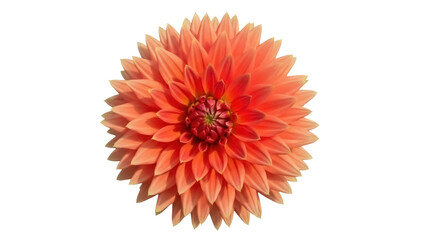 Beautiful orange dahlia flower isolated PNG, vibrant blossom with intricate petal arrangement for floral design and botanical projects © Jn