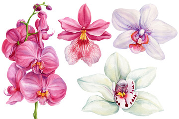 Watercolor orchids set with pink phalaenopsis blooms and white orchid flowers isolated on white for wedding invitations © Hanna