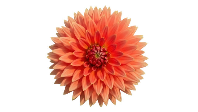 Beautiful orange dahlia flower isolated PNG, vibrant blossom with intricate petal arrangement for floral design and botanical projects