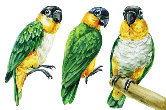 Green parrot watercolor set with cute caique birds isolated on white for tropical pet shop branding nursery decor and stickers