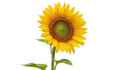 Obraz premium Bright yellow sunflower isolated PNG, vibrant summer flower with green stem and leaves on transparent background, cheerful floral design element