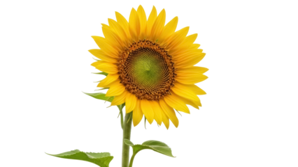 Bright yellow sunflower isolated PNG, vibrant summer flower with green stem and leaves on transparent background, cheerful floral design element