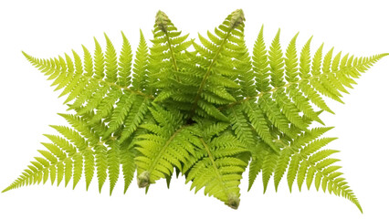 Green fern fronds isolated PNG on transparent background, lush foliage for botanical design and natural elements in creative projects © Jn