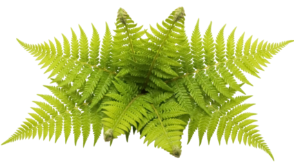 Green fern fronds isolated PNG on transparent background, lush foliage for botanical design and natural elements in creative projects