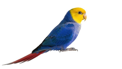 Obraz premium Colorful blue and yellow regent parrot PNG isolated on transparent background, Australian bird with red tail for design projects