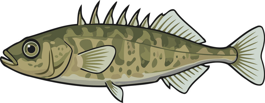 Ten-Spined Stickleback Fish Swimming Side View - Animal Character Illustration Isolated on Transparent Background