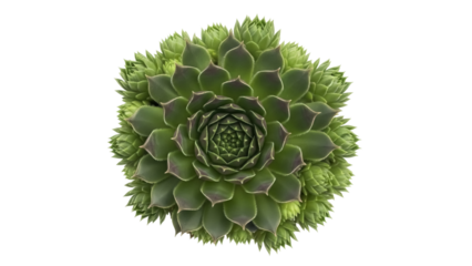 Green succulent plant isolated PNG on transparent background, houseplant rosette with geometric pattern for design and decoration