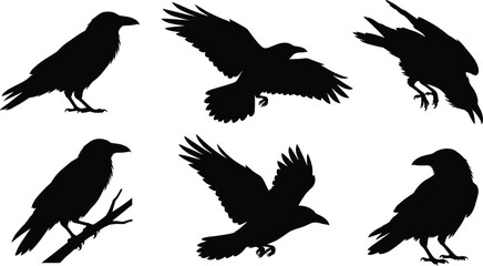 Obraz premium Raven icon set, black silhouette illustrations, bird poses and flight gestures, nature theme, vector graphics, wildlife design