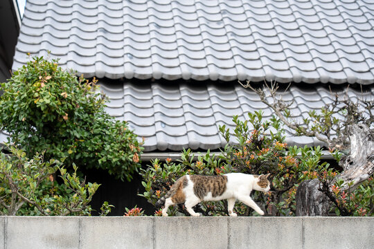 Japan,pumpkin,Seto Inland Sea,Naoshima,cat