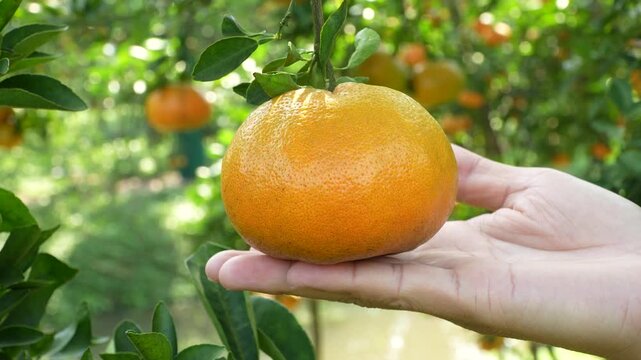 Close-up of a farmer's hand holding a fresh mandarin orange in a sunlit Vietnamese orchard.