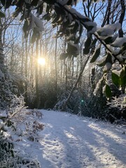 Bild im Wald bei tief stehen, dass Sonne mit Schnee im Winter