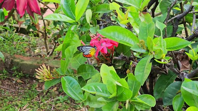 Butterfly resting on bright pink ixora flowers surrounded by fresh green leaves in a tropical garden. Natural wildlife scene showing pollination, biodiversity, and vibrant nature..