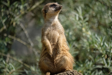 Meerkat Standing Alert on Rock