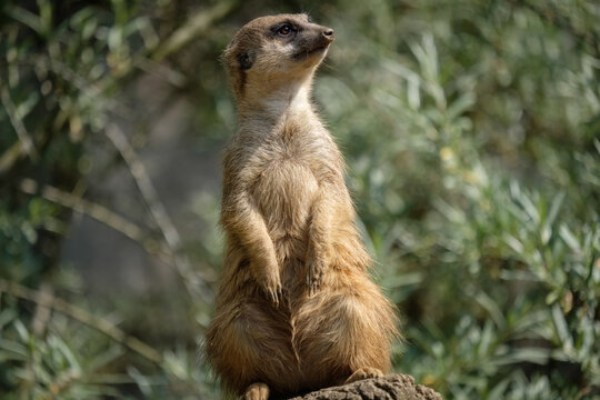 Meerkat Standing Alert on Rock - Powered by Adobe