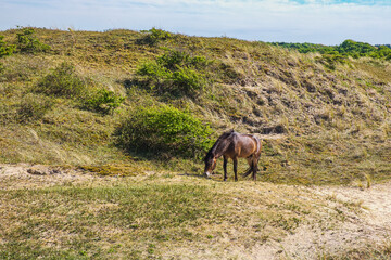 Wild horse in the dunes near Egmond aan Zee in the Netherlands