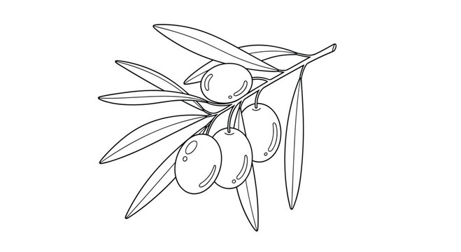 Black and white line drawing of a small olive branch with several ripe olives and leaves depicted in a classic botanical sketch style.