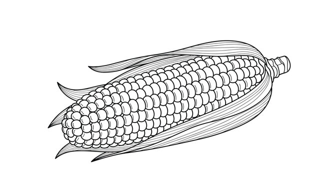 Detailed vintage style line art drawing of a fresh ear of corn with husks partially opened showing the individual kernels in a classic design.