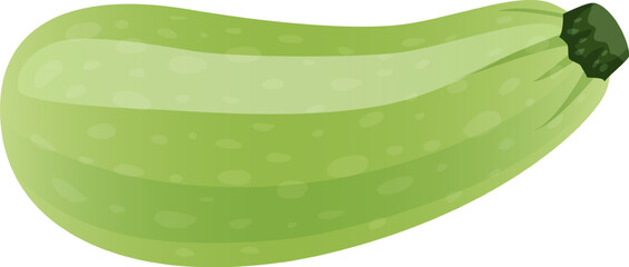 Fototapeta premium Zucchini vector illustration showing fresh organic summer squash