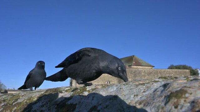 Jackdaws (Corvus monedula) in closeup, eating seed from a wall. January, Kent, UK [ Slow motion x4]