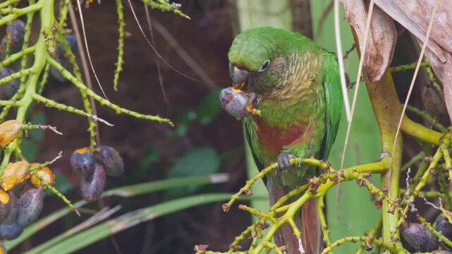 Green Cheeked Conure Eating Tropical Fruit in Rainforest